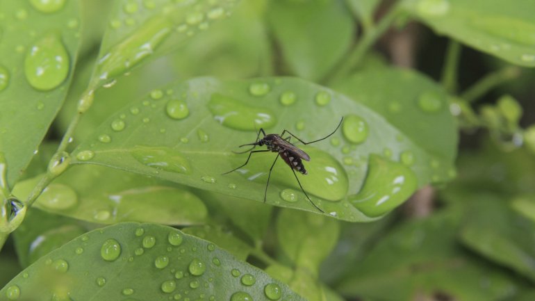 Man sieht eine Mücke auf einem regennassen Blatt. 