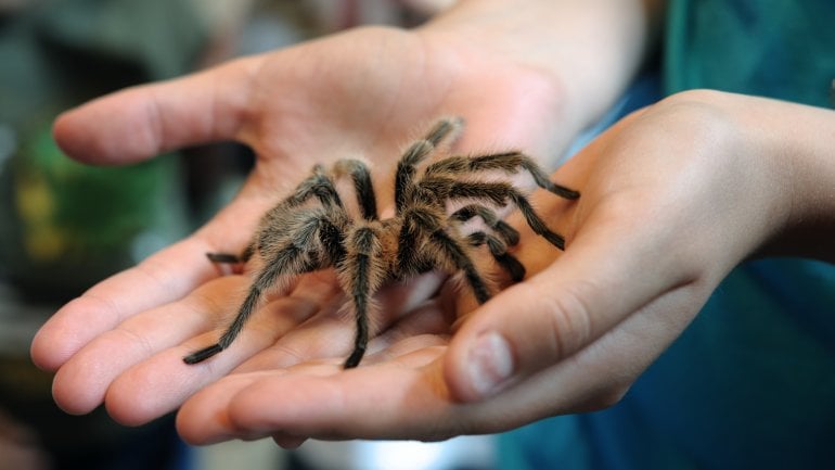 Arachnophobie: Weit verbreitete Phobie