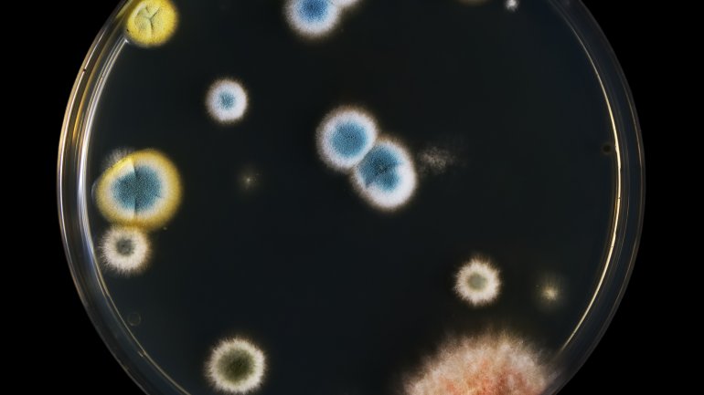 Das Bild zeigt eine Petrischale, auf der Pilze angesiedelt sind. 