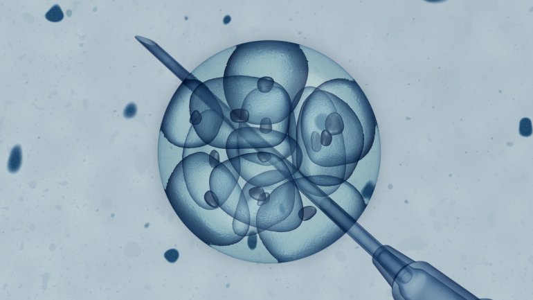 Das Bild zeigt eine Zellentnahme aus einem Embryo. 