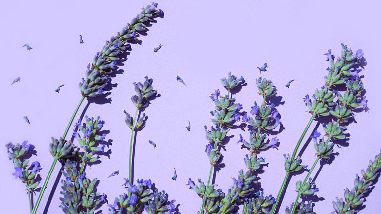 Schlafmittel aus der Natur: Lavendel