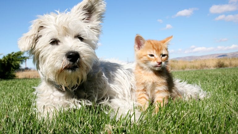 Das Bild zeigt einen Hund und eine Katze.