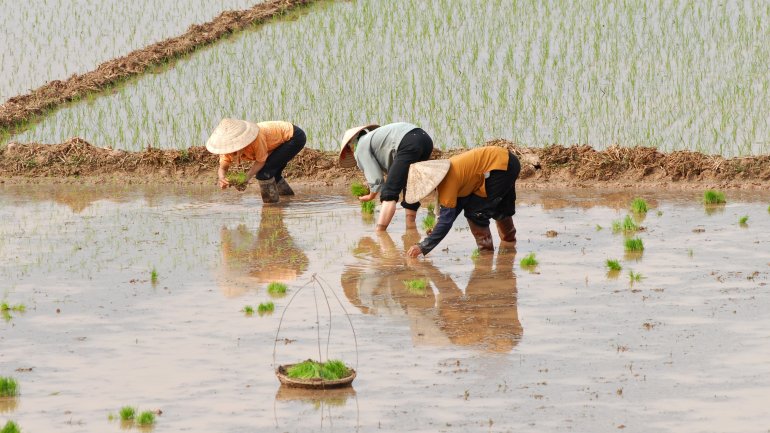 Drei Personen arbeiten in Asien auf einem Reisfeld.