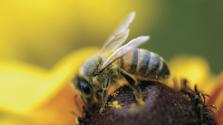 Das Bild zeigt eine Honigbiene, die eine Blume bestäubt.