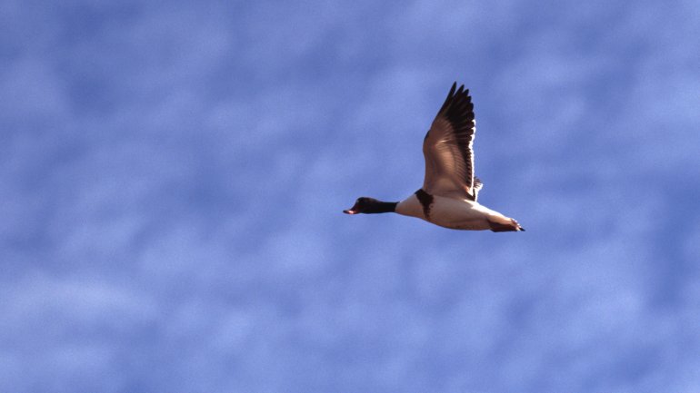 Fliegende Ente vor blauem Himmel