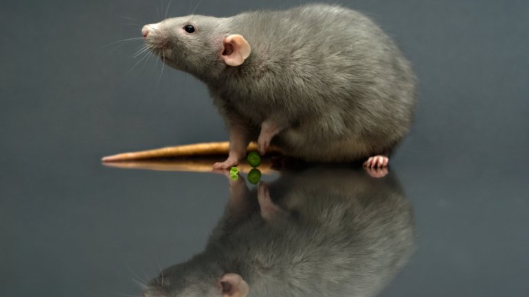 Das Bild zeigt eine Ratte.